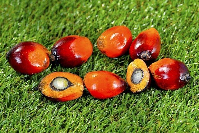 palm yağı görseli
