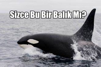 balinalar balik degildir