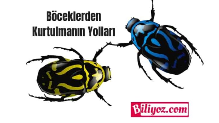 Böceklerden Kurtulmanın Pratik Yolu