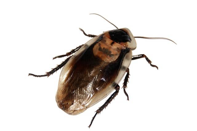 kalorifer-böceği