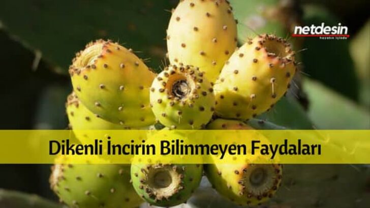 Dikenli İncirin Faydaları Nelerdir?
