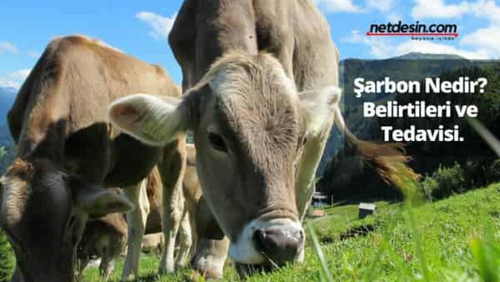 Şarbon Nedir? Şarbon Belirtileri? Şarbon Tedavisi.