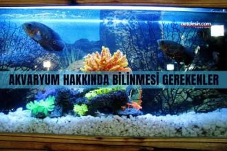 akvaryum-bakimi