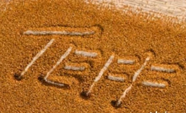 teff