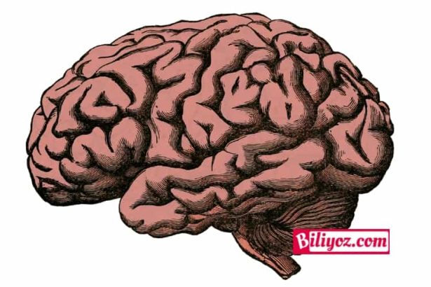 zeka gelirtirmek icin