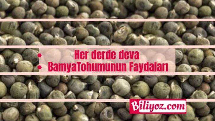 Bamya Tohumu Faydaları. Bamya Tohumu Nasıl Kullanılır