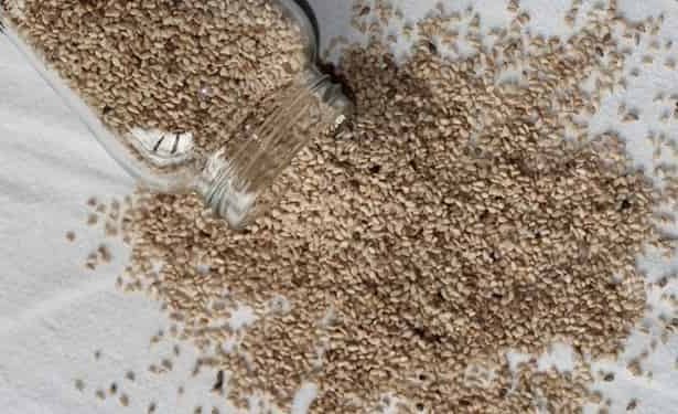 Keten tohumu zayıflamak için nasıl kullanılır