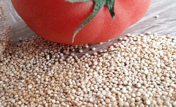 Kinoa-tohumu-nedir