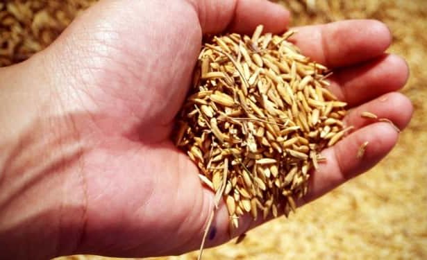 Zayıflamaya yardımcı tohumlar, hangi tohumlar zayıflatır