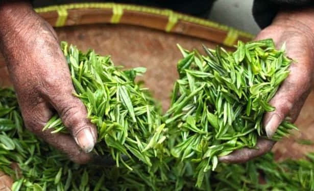 yeşil çayın faydaları