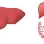 karaciğer yağlanması nedir