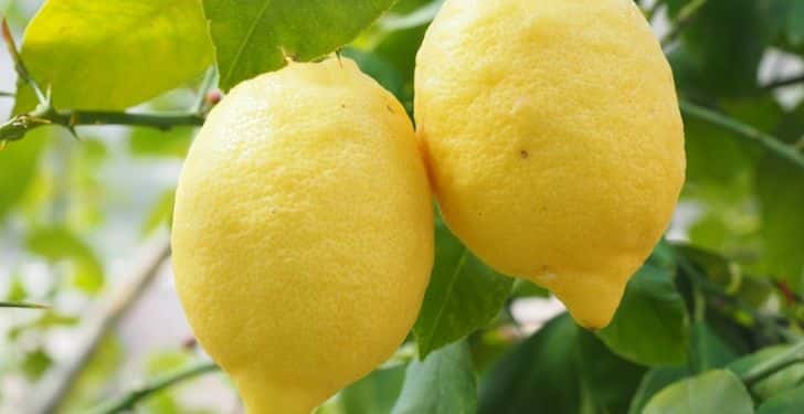 Sivrisinek ısırığına doğal çözüm. Limon