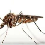 Sivrisinek ısırığına ne iyi gelir doğal yöntemler