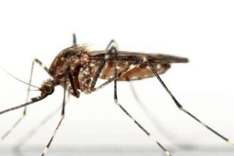 Sivrisinek ısırığına ne iyi gelir doğal yöntemler