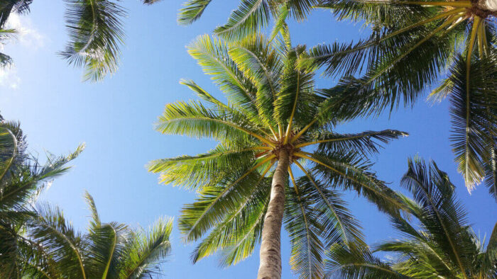 Palm Yağı Sağlığımıza Nasıl Etki Ediyor?