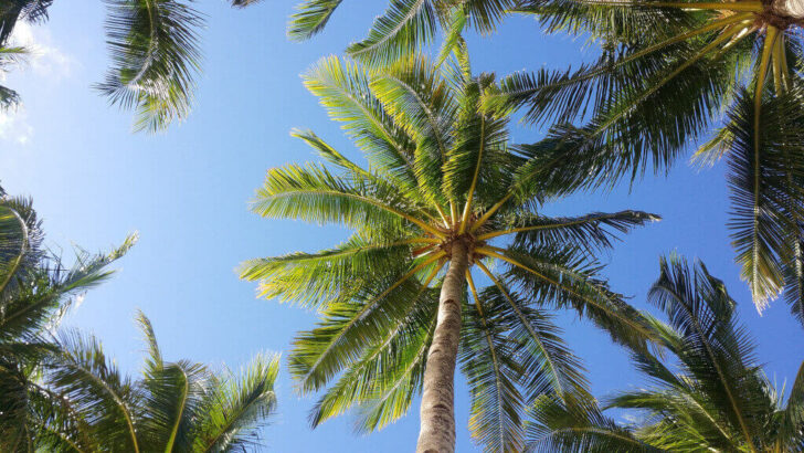 Palm Yağı Sağlığımıza Nasıl Etki Ediyor?