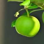 Yeşil elma detoksu