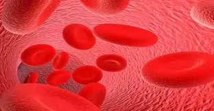 Kana Renk veren 1. Molekul Hemoglobin