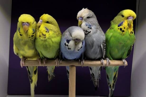 Muhabbet kusu turleri 2